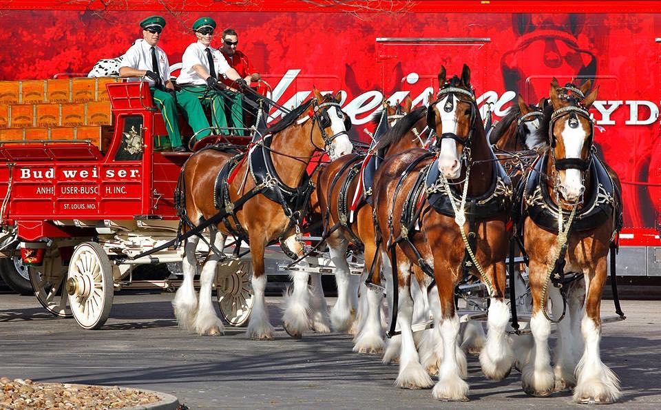 We Will Rock You - Budweiser Clydesdales